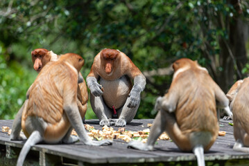 Band of proboscis monkey (Nasalis larvatus) or long-nosed monkey