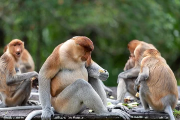 Fotobehang Band of proboscis monkey (Nasalis larvatus) or long-nosed monkey © cn0ra