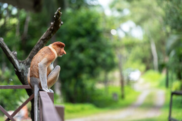 Fototapeta premium Proboscis monkey (Nasalis larvatus) or long-nosed monkey