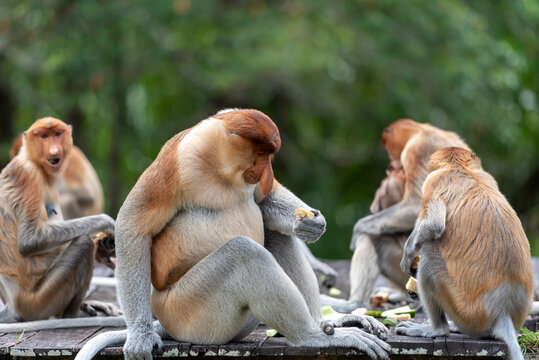 Band of proboscis monkey (Nasalis larvatus) or long-nosed monkey