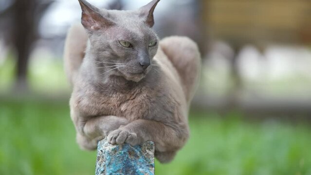 Big gray angry looking Sphinx breed stray cat resting on steet outdoors in summer