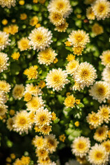 Fototapeta premium chrysanthemum flowers in the garden