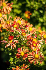 chrysanthemum flowers in the garden