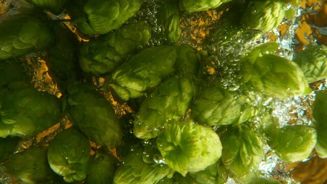 Super Slow Motion of Falling Fresh Hops Cones Into Water. Isolated on Gold Background. Ultimate Perspective, Underwater Shot. Filmed on High Speed Cinema Camera, 1000 fps.