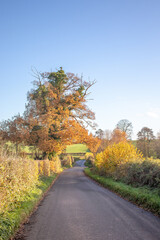 Country road in the autumn.