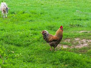 a close-up photo of a rooster on a background of green grass