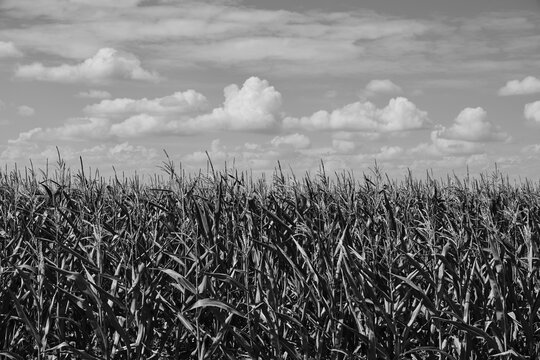 Cornfield background sky and clouds in black and white photo.