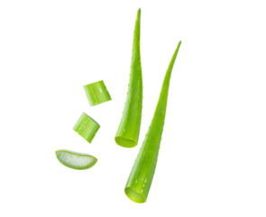 Aloe vera slice flat composition  on white isolated clipping path.