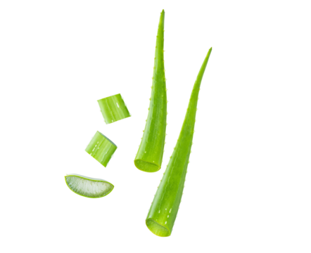 Aloe vera slice flat composition on white isolated clipping path.
