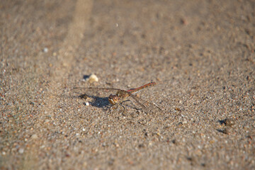 Insect dragonfly sits hot sand in hot sunny weather.
