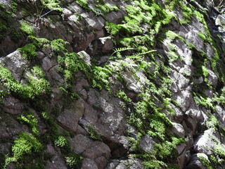 Obraz premium A natural igneous rock texture, with moss growing out of the crevices. Located in the Poconos Mountains of Pennsylvania.