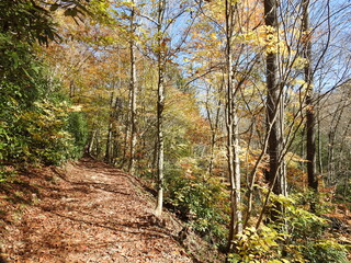 Fototapeta premium Visitors enjoy hiking the trails in the Pocono Mountain wilderness during the autumn season to view the spectacular fall foliage, Hickory Run State Park, Carbon County, Pennsylvania.