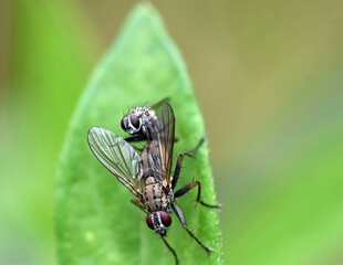 Fototapeta premium Houseflies (Musca domestica) mating on a leaf in a Michigan garden in August