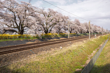 Fototapeta na wymiar Cherry blossoms or Sakura and local train.