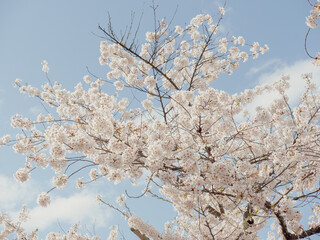 branches of blossoming cherry against background