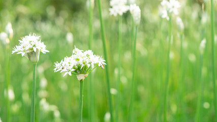 White flowers in the meadow red floral background