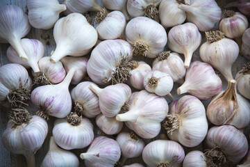 Closeup detail of a pile of white garlic heads. Background made of raw garlic.