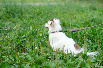 Fluffy white dog on walk in summertime. Half-breed spitz in green grass.