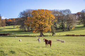 Farm animals grazing by the autumn oak trees.