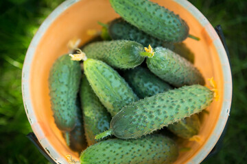 Fresh cucumbers in a bucket. Cucumbers show fresh yellow flowers. Harvest of green cucumbers in an organic greenhouse.