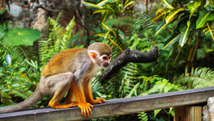 A small monkey with a long tail in the forest, close-up. funny primates in a nature park, animal watching