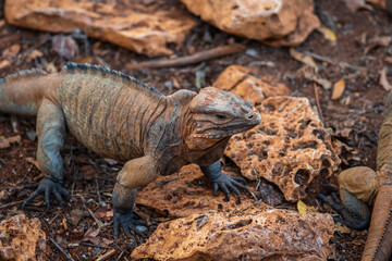 Brown iguanas in the wild, nature park. Lizard colony, close-up