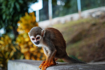 A small monkey with a long tail in the forest, close-up. funny primates in a nature park, animal watching