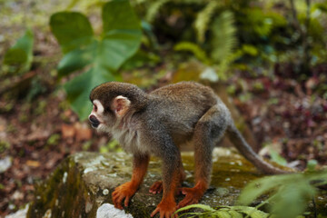 A small monkey with a long tail in the forest, close-up. funny primates in a nature park, animal watching