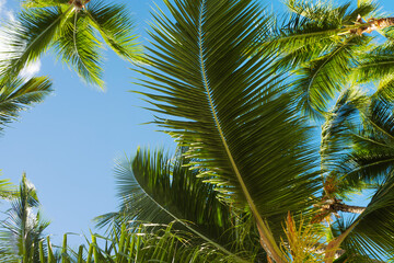 Palm branches against the sky. Dense palm thickets. Tropical island, warm climate