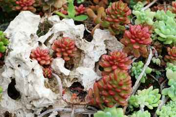 Sedum album or white stonecrop