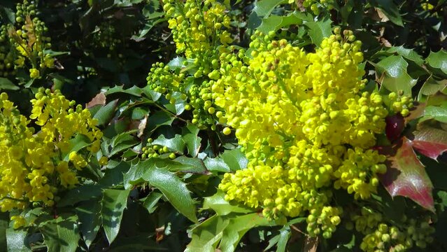 Mahonia aquifolium (Oregon-grape or Oregon grape) is a species of flowering plant