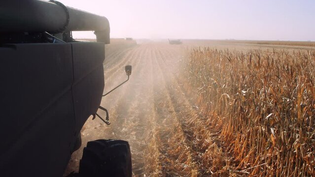 Tractor mounted view of corn harvest with other tractors and machinery at work