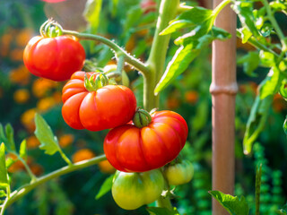 tomatoes