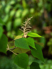 Spray of green flowers from a butterfly bush
