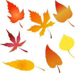 Autumn fall of the leaves. Autumn leaves. Set of autumn leaves