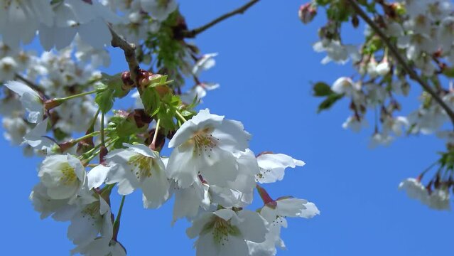 Cherry branch with white flowers against the blue sky in the garden