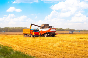 The combine loads cut wheat into a grain truck. Harvesting grain in the agricultural field