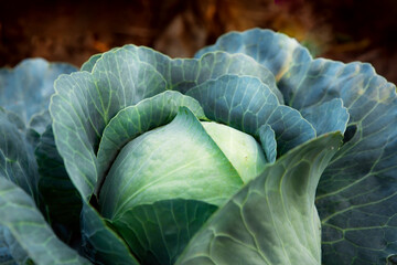Fresh, white cabbage growing in a vegetable garden on a farm.