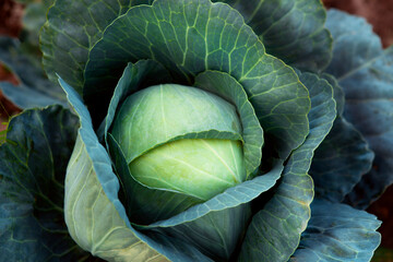 Obraz premium Fresh, white cabbage growing in a vegetable garden on a farm.
