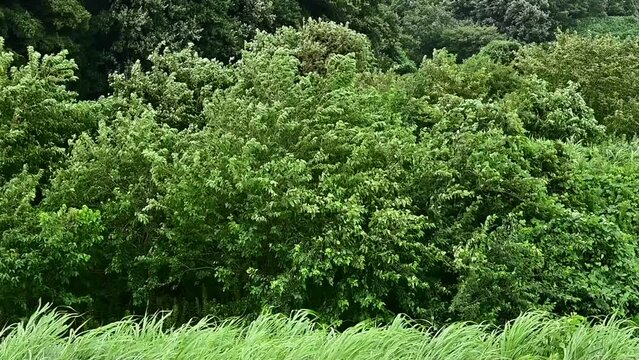 強い風にゆれる木々(Trees swaying in the strong wind)