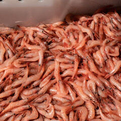 Krabbenfischer in Stavern, Norwegen