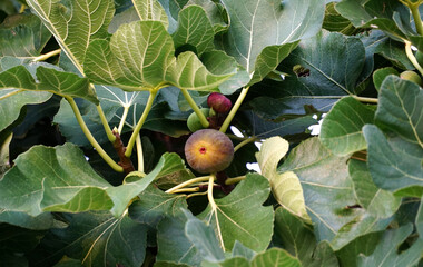 The green leafy crown of the Dalmatian fig, a nutritionally rich Mediterranean fruit