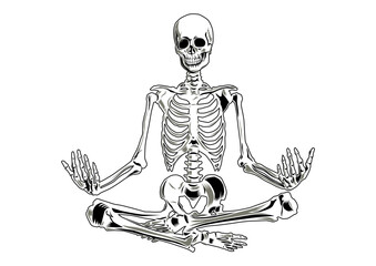 Vector skeleton in yoga position. Three separate parts (skull, torso, legs).  - obrazy, fototapety, plakaty