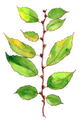 Elm branch with leaves.Watercolor illustration drawn by hand