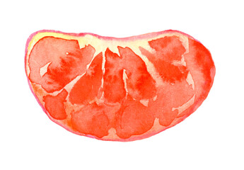 Mandarin slice, Watercolor illustration drawn by hand.isolated on a white background