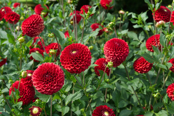 Red ball Dahlias Garden Daylight