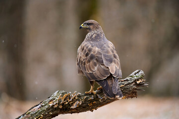Buzzard perched on a branch