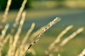 Naklejka premium Closeup of ripe grass spikelet in the wind against green background