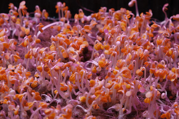 Organic micro greens