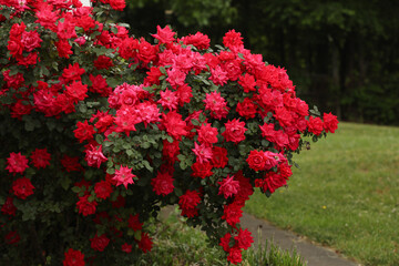 Pink roses on a bush